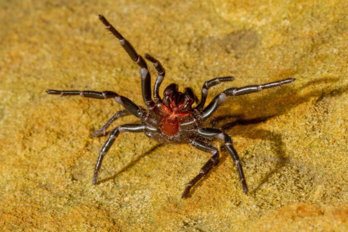 Auf einem steinigen, unebenen, sandfarbigen Boden krabbelt eine Trichternetz-Spinne. Sie gilt als die giftigste Spinne der Welt und kann sogar Menschen töten.