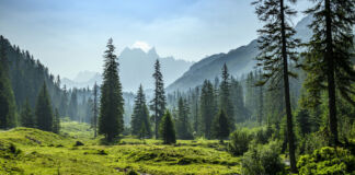 Durch ein scheinbar unberührtes Stück Natur fließt ein Fluss durch ein Tal zwischen Tannen, die zuerst vereinzelt stehen und dann zu einem Wald werden. Im Hintergrund ragen die Berge in den Himmel hinauf.