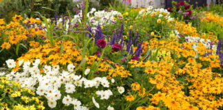 Ein prächtiges und farbenfrohes Blumenbeet, in dem es viele verschiedene Pflanzenarten und Blumen gibt. Zwischen den verschiedenen Blumenarten wachsen ebenfalls unterschiedliche Gräser. Im Hintergrund steht ein Haus.