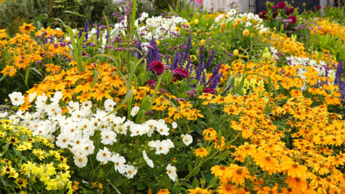 Ein prächtiges und farbenfrohes Blumenbeet, in dem es viele verschiedene Pflanzenarten und Blumen gibt. Zwischen den verschiedenen Blumenarten wachsen ebenfalls unterschiedliche Gräser. Im Hintergrund steht ein Haus.