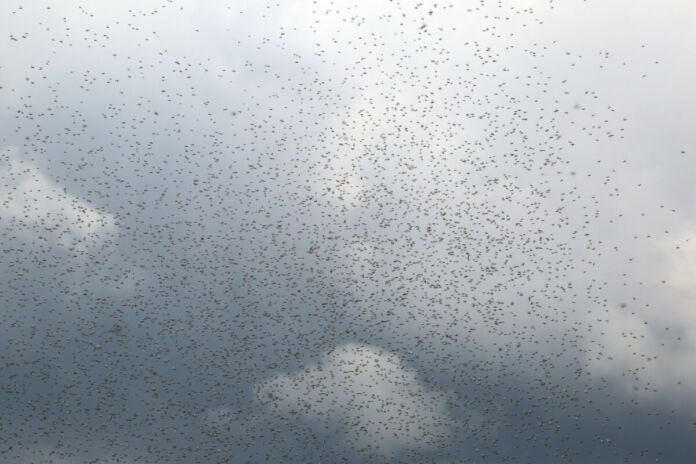 Eine Schwarm Ameisen aus Millionen Exemplaren fliegt am Himmel vor einem Mix aus weißen und dunkelgrauen Wolken. Sie werden zu einer fliegenden Plage, die immer mehr deutsche Gärten befällt.