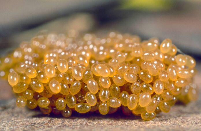 Viele gelbe Eier, die das Eigelege in einem Zeckennest sind. Die Parasiten-Eier kleben aneinander. Sie sind das Vorstadium der Larve vom gemeinen Holzbock.