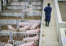 Ein Unternehmen für Schweinehaltung, ein Schlachtbetrieb oder ein Schlachthof. Ein Mann oder Mitarbeiter läuft durch den Stall an den verschiedenen Stallungen vorbei, wo die Schweine untergebracht sind.