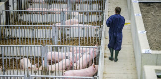 Ein Unternehmen für Schweinehaltung, ein Schlachtbetrieb oder ein Schlachthof. Ein Mann oder Mitarbeiter läuft durch den Stall an den verschiedenen Stallungen vorbei, wo die Schweine untergebracht sind.