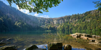 Der Feldsee in Baden-Württemberg bei blauem Himmel im Sommer. Der Badesee ist von Wäldern umgeben und ein wunderschönes Ausflugsziel für Touristen. Die Attraktion ist sehr hoch gelegen.