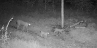 Ein Schwarz-Weiß-Foto lichtet in einem Wald ein paar seltene Wildtiere ab. Bei den drei Wildkatzen handelt es sich offensichtlich um Luchse, die es seit 200 Jahren nicht mehr in Deutschland gab.