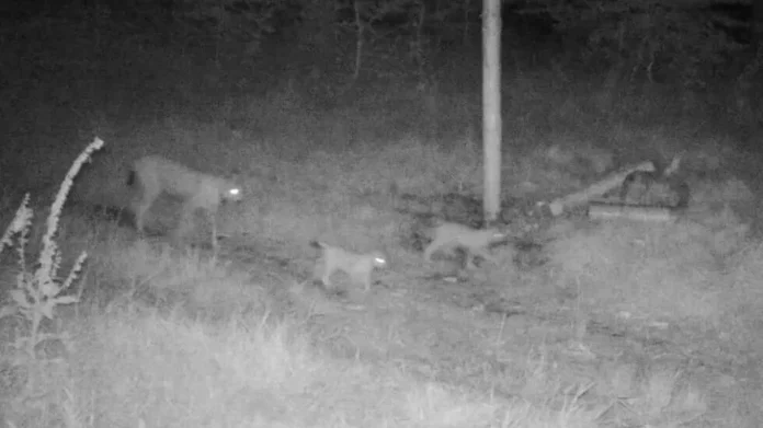 Ein Schwarz-Weiß-Foto lichtet in einem Wald ein paar seltene Wildtiere ab. Bei den drei Wildkatzen handelt es sich offensichtlich um Luchse, die es seit 200 Jahren nicht mehr in Deutschland gab.