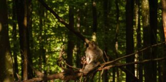 Ein Affe sitzt allein auf einer Waldlichtung auf einem Ast. Er schaut verwundert und neugierig in seiner schönen, grünen Umgebung inmitten von Ästen, Laub und Bäumen umher.