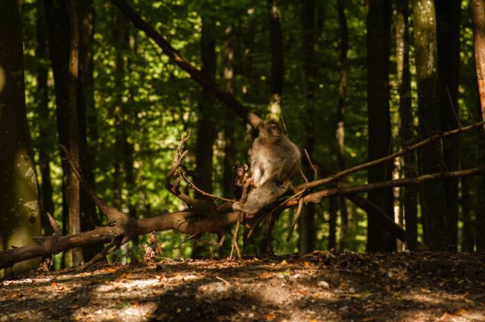 Ein Affe sitzt allein auf einer Waldlichtung auf einem Ast. Er schaut verwundert und neugierig in seiner schönen, grünen Umgebung inmitten von Ästen, Laub und Bäumen umher.