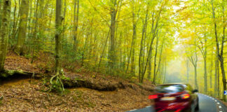 Auf einer kaum befahrenen Landstraße mitten im Wald ist ein rotes Auto unterwegs. Im Hintergrund sind unzählige Bäume, durch die ein Lichtstrahl fällt, zu erkennen, während Laub den Waldboden bedeckt.