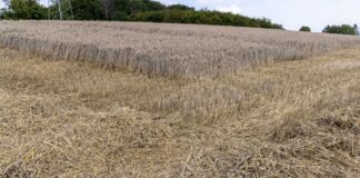 Ein großes, bis zum Horizont reichendes Weizen- oder Gerstenfeld erstreckt sich neben einem Wald. Teilweise ist es schon abgeerntet, doch viele Stoppeln sind zu sehen.