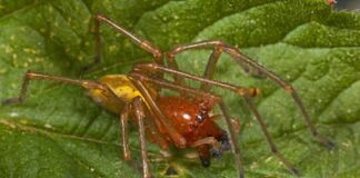 Eine Spinne, in aller ihre gruseligen Pracht, mit acht ausgestreckten Beinen, schwarzen Augen, haarigen Füßen und in stechender goldbrauner Farbe sitzt lauernd auf einem giftgrünen Blatt, wo noch der Tau des Morgens zu sehen ist.