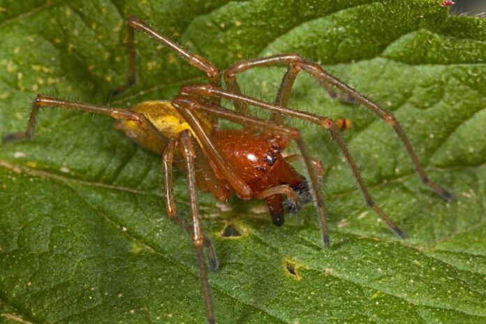 Eine Spinne, in aller ihre gruseligen Pracht, mit acht ausgestreckten Beinen, schwarzen Augen, haarigen Füßen und in stechender goldbrauner Farbe sitzt lauernd auf einem giftgrünen Blatt, wo noch der Tau des Morgens zu sehen ist.