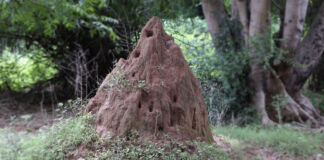 Ein großer Erdhaufen mit Löchern darin ist aufgetürmt auf dem Waldboden zu sehen. Es handelt sich wohl um einen Termitenbau, der oberirdisch, groß und scheinbar aber ohne Einwohner auf dem Naturfoto eingefangen wurde.