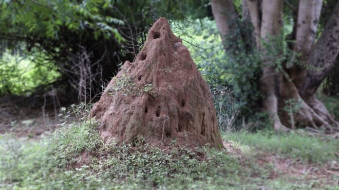 Ein großer Erdhaufen mit Löchern darin ist aufgetürmt auf dem Waldboden zu sehen. Es handelt sich wohl um einen Termitenbau, der oberirdisch, groß und scheinbar aber ohne Einwohner auf dem Naturfoto eingefangen wurde.