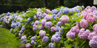 In einem ordentlichen und sauberen Garten befindet sich ein langes und breites Beet mit vielen Hortensien in unterschiedlichen Farben von rosa bis blau.