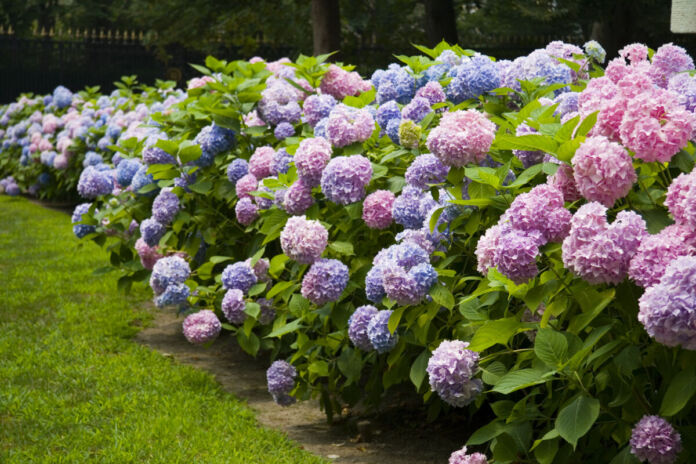 In einem ordentlichen und sauberen Garten befindet sich ein langes und breites Beet mit vielen Hortensien in unterschiedlichen Farben von rosa bis blau.