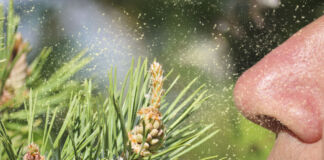 Ein Mann riecht an einem Tannenzweig – dabei geraten die Pollen in seine Nase. Darauf könnte er niesen, wenn er gegen die Pollen allergisch ist.