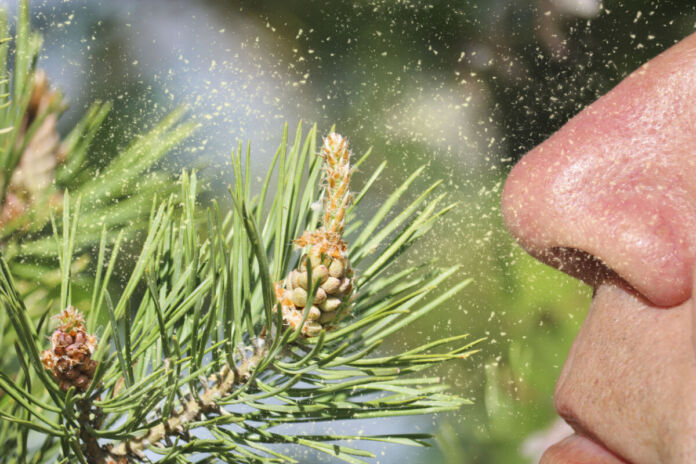 Ein Mann riecht an einem Tannenzweig – dabei geraten die Pollen in seine Nase. Darauf könnte er niesen, wenn er gegen die Pollen allergisch ist.