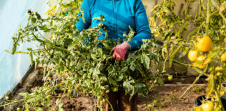 Eine weibliche Person befindet sich in einem Gewächshaus, in dem sie offenbar Tomaten züchtet. Sie hält in ihren behandschuhten Händen eine großen Strauch voller kleiner Tomaten. Rechts sieht man einen weiteren Strauch mit gelben Tomaten, die wohl noch nicht reif sind. Ein pikantes Verbot herrscht in deutschen Gärten.