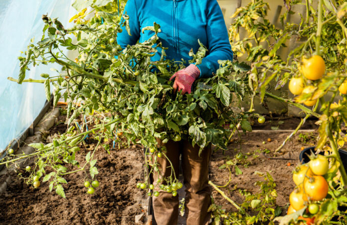 Eine weibliche Person befindet sich in einem Gewächshaus, in dem sie offenbar Tomaten züchtet. Sie hält in ihren behandschuhten Händen eine großen Strauch voller kleiner Tomaten. Rechts sieht man einen weiteren Strauch mit gelben Tomaten, die wohl noch nicht reif sind. Ein pikantes Verbot herrscht in deutschen Gärten.