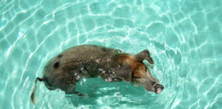 Ein Schwein schwimmt im Wasser, es scheint sich sicher im Becken zu bewegen. Es ist ein ganz besonderes Wildschwein, das schwimmen kann.