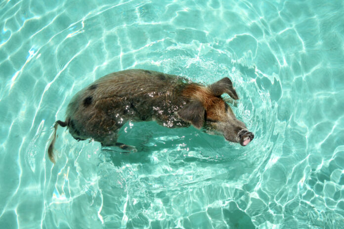 Ein Schwein schwimmt im Wasser, es scheint sich sicher im Becken zu bewegen. Es ist ein ganz besonderes Wildschwein, das schwimmen kann.