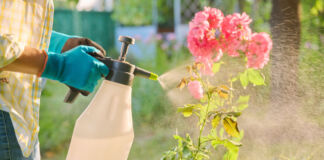 Eine Frau hält in den Händen eine große Flasche, die eine Flüssigkeit enthält. Sie sprüht diese auf einen Bund voll hochgewachsener Rosen. Die Frau trägt Handschuhe. Es handelt sich dabei vielleicht um ein Pestizid, das sie zum Schutz auf die Pflanzen aufträgt.