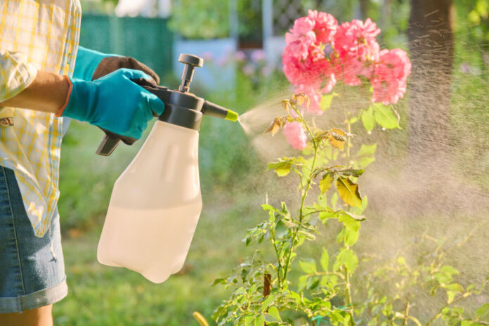 Eine Frau hält in den Händen eine große Flasche, die eine Flüssigkeit enthält. Sie sprüht diese auf einen Bund voll hochgewachsener Rosen. Die Frau trägt Handschuhe. Es handelt sich dabei vielleicht um ein Pestizid, das sie zum Schutz auf die Pflanzen aufträgt.