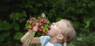 Ein kleines blondes Mädchen hält einen frisch gepflügten Strauß voller kleiner Erdbeeren in der Hand und will gerade welche davon essen, denn sie öffnet den Mund.