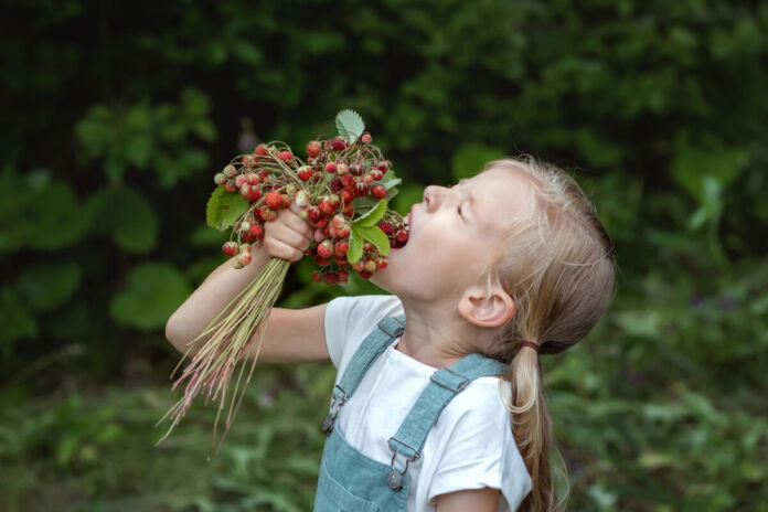 Ein kleines blondes Mädchen hält einen frisch gepflügten Strauß voller kleiner Erdbeeren in der Hand und will gerade welche davon essen, denn sie öffnet den Mund.