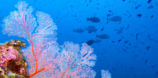 Eine rosafarbene Fächerkoralle in der tiefen Unterwasserwelt. Im blauen Wasser schwimmen viele verschiedene große und kleine Fische wild umher.