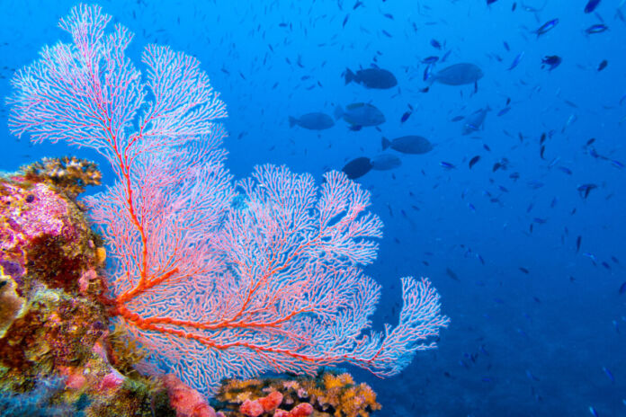 Eine rosafarbene Fächerkoralle in der tiefen Unterwasserwelt. Im blauen Wasser schwimmen viele verschiedene große und kleine Fische wild umher.