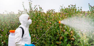 Eine Person in einem weißen Schutzanzug besprüht eine hochgewachsene Hecke mit einem Spray, das aus einem Schlauch kommt. Dieser führt zu einem verschlossenen Behälter, den die Person auf dem Rücken trägt.