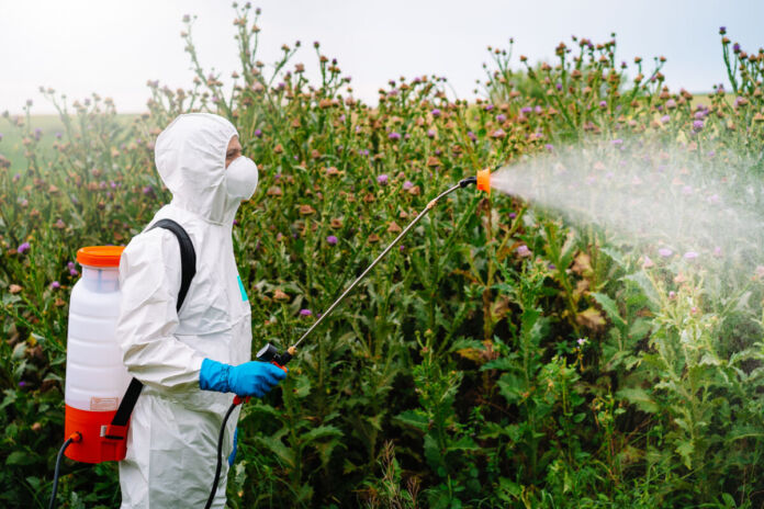 Eine Person in einem weißen Schutzanzug besprüht eine hochgewachsene Hecke mit einem Spray, das aus einem Schlauch kommt. Dieser führt zu einem verschlossenen Behälter, den die Person auf dem Rücken trägt.