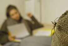 Braune Violinspinne (Loxosceles rufescens) mit langen Beinen und dunklem Körper im Vordergrund. Die Spinne bewegt sich auf dem Sofa. Im Hintergrund schaut eine junge Frau konzentriert auf ein Blatt und sitzt entspannt auf dem Sofa.