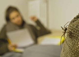 Braune Violinspinne (Loxosceles rufescens) mit langen Beinen und dunklem Körper im Vordergrund. Die Spinne bewegt sich auf dem Sofa. Im Hintergrund schaut eine junge Frau konzentriert auf ein Blatt und sitzt entspannt auf dem Sofa.