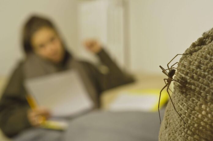 Braune Violinspinne (Loxosceles rufescens) mit langen Beinen und dunklem Körper im Vordergrund. Die Spinne bewegt sich auf dem Sofa. Im Hintergrund schaut eine junge Frau konzentriert auf ein Blatt und sitzt entspannt auf dem Sofa.