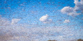 Ein großer Vogelschwarm fliegt durch die Luft. Der Himmel ist blau, nur wenige weiße Wattewolken sind zu sehen. Im Hintergrund befindet sich ein Wald, im Vordergrund eine Wiese.