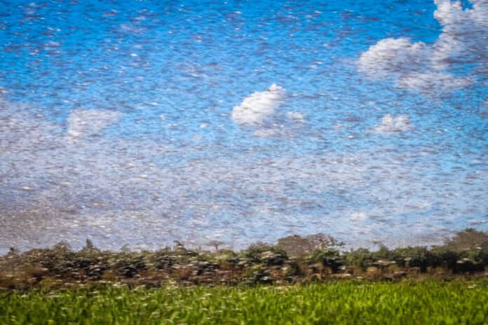 Ein großer Vogelschwarm fliegt durch die Luft. Der Himmel ist blau, nur wenige weiße Wattewolken sind zu sehen. Im Hintergrund befindet sich ein Wald, im Vordergrund eine Wiese.