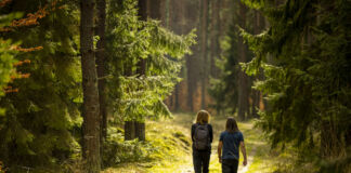 Zwei Frauen laufen zusammen einen Waldweg umringt von Bäumen. Vor ihnen im Wald ist eine helle Lichtung und ihr Wanderausflug hat wohl diese zum Ziel.