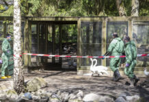 Mehrere Männer in grünen Schutzanzügen und mit Atemmasken versuchen hinter einem Absperrband der Polizei, entlaufene, potenziell gefährliche Vögel einzufangen und sie wieder in die Käfige zu bringen.