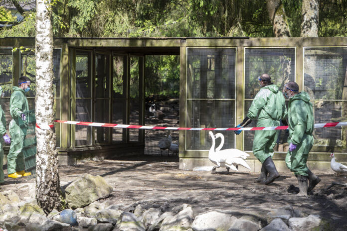 Mehrere Männer in grünen Schutzanzügen und mit Atemmasken versuchen hinter einem Absperrband der Polizei, entlaufene, potenziell gefährliche Vögel einzufangen und sie wieder in die Käfige zu bringen.