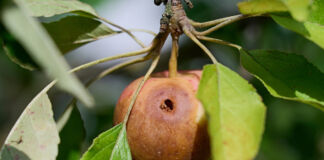 Ein überreifer Apfel hängt an einem Baum. Er wurde von einem Parasit angefressen. Ein großes Loch befindet sich in dem Obst und der Apfel ist schon ganz braun geworden. Er sieht nicht mehr genießbar aus.