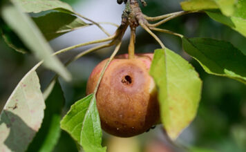 Ein überreifer Apfel hängt an einem Baum. Er wurde von einem Parasit angefressen. Ein großes Loch befindet sich in dem Obst und der Apfel ist schon ganz braun geworden. Er sieht nicht mehr genießbar aus.