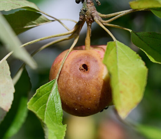 Ein überreifer Apfel hängt an einem Baum. Er wurde von einem Parasit angefressen. Ein großes Loch befindet sich in dem Obst und der Apfel ist schon ganz braun geworden. Er sieht nicht mehr genießbar aus.