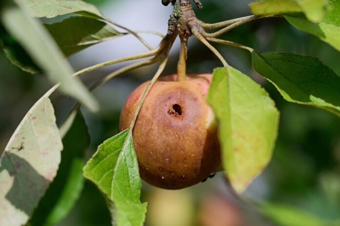 Ein überreifer Apfel hängt an einem Baum. Er wurde von einem Parasit angefressen. Ein großes Loch befindet sich in dem Obst und der Apfel ist schon ganz braun geworden. Er sieht nicht mehr genießbar aus.