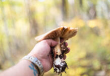 Die Hand eines Mannes hält einen frisch aufgesammelten Pilz in die Kamera. Jetzt im Herbst gehen viele Menschen in den Wald und sammeln Pilze.