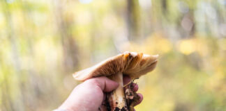 Die Hand eines Mannes hält einen frisch aufgesammelten Pilz in die Kamera. Jetzt im Herbst gehen viele Menschen in den Wald und sammeln Pilze.