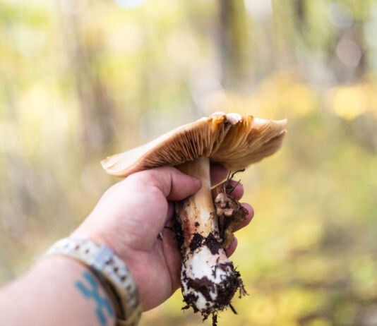 Die Hand eines Mannes hält einen frisch aufgesammelten Pilz in die Kamera. Jetzt im Herbst gehen viele Menschen in den Wald und sammeln Pilze.